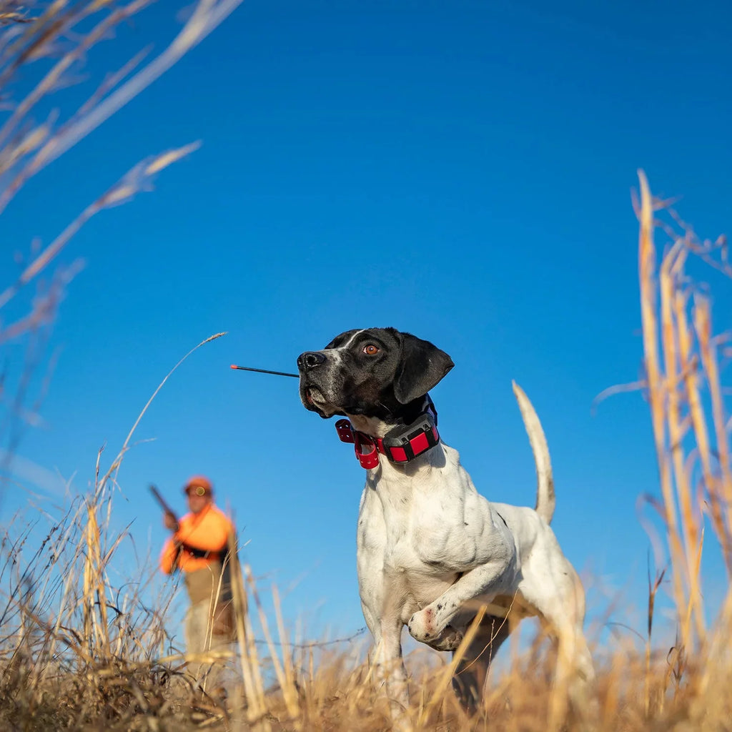 Garmin Alpha 300i (Garmin Alpha  15X Dog Collar Bundle) Dog Tracker Handheld Featuring inReach  Messaging