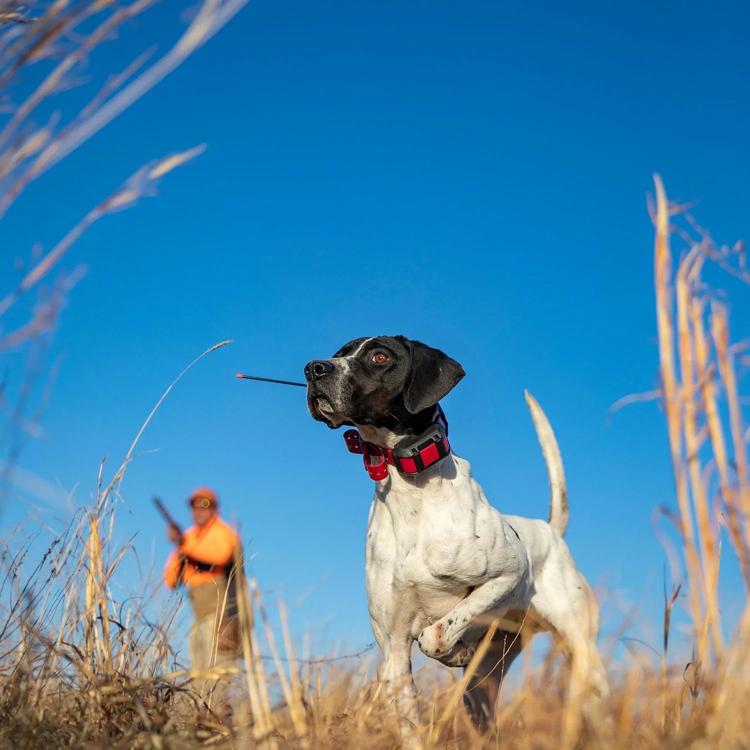 Garmin Alpha 300i (Garmin Alpha  15X Dog Collar Bundle) Dog Tracker Handheld Featuring inReach  Messaging