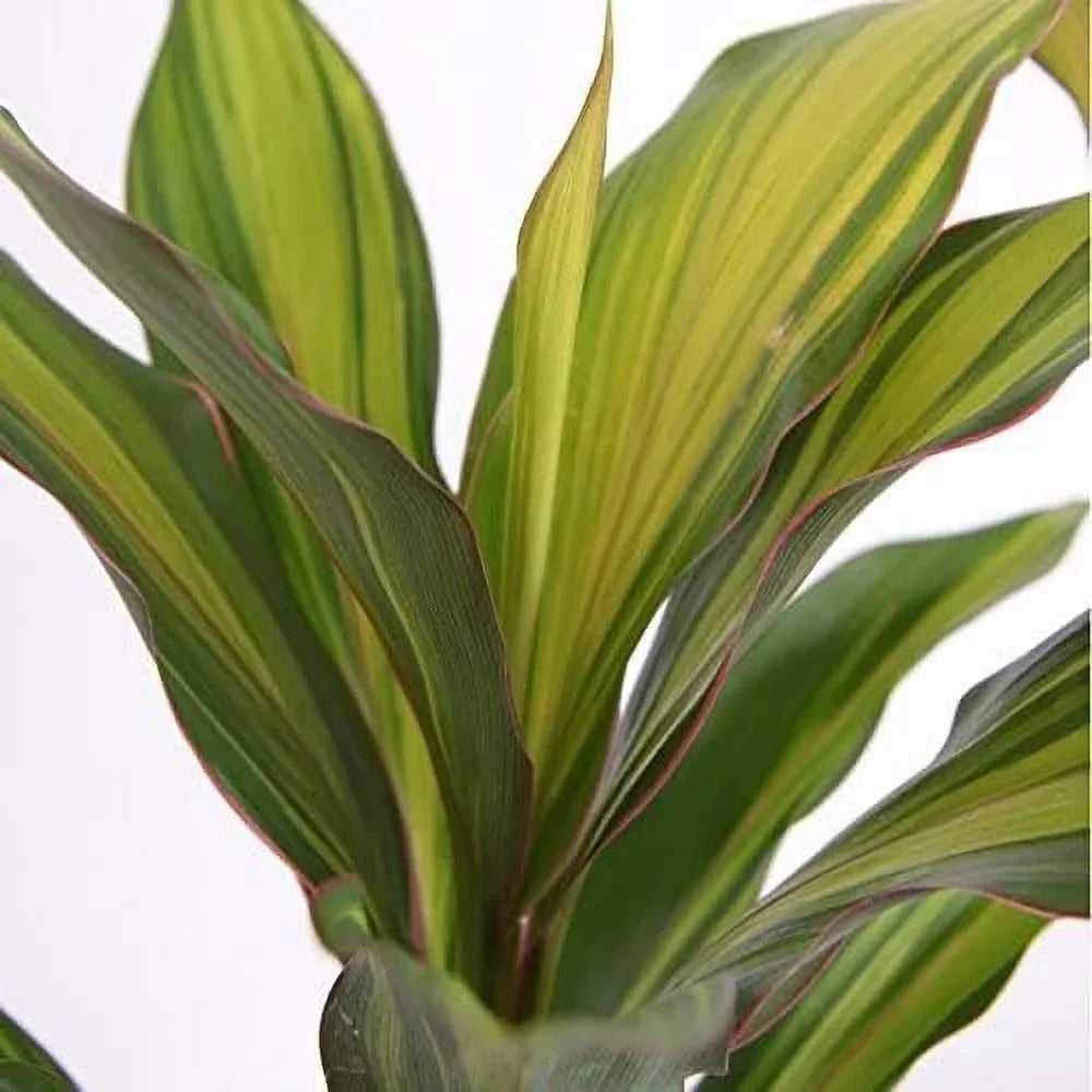 Cordyline Kiwi Ti Plant - Live Plant in an 10 Inch Growers Pot - Cordyline Fruticosa 'Kiwi' - Florist Quality Beautiful Indoor Outdoor Air Purifying Houseplant