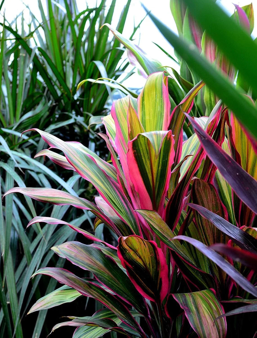 Cordyline Kiwi Ti Plant - Live Plant in an 10 Inch Growers Pot - Cordyline Fruticosa 'Kiwi' - Florist Quality Beautiful Indoor Outdoor Air Purifying Houseplant