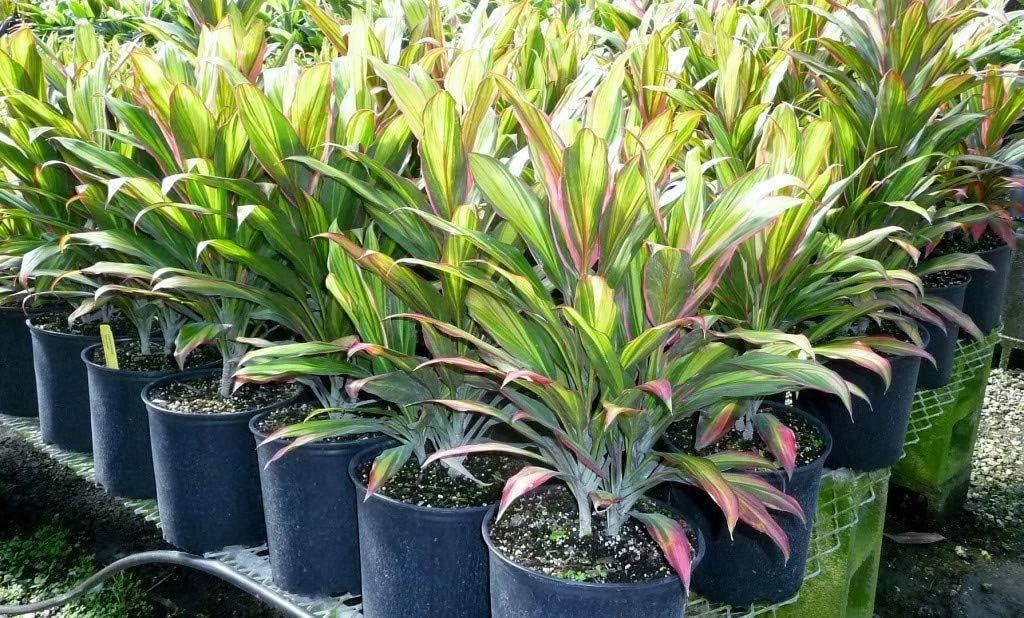 Cordyline Kiwi Ti Plant - Live Plant in an 10 Inch Growers Pot - Cordyline Fruticosa 'Kiwi' - Florist Quality Beautiful Indoor Outdoor Air Purifying Houseplant