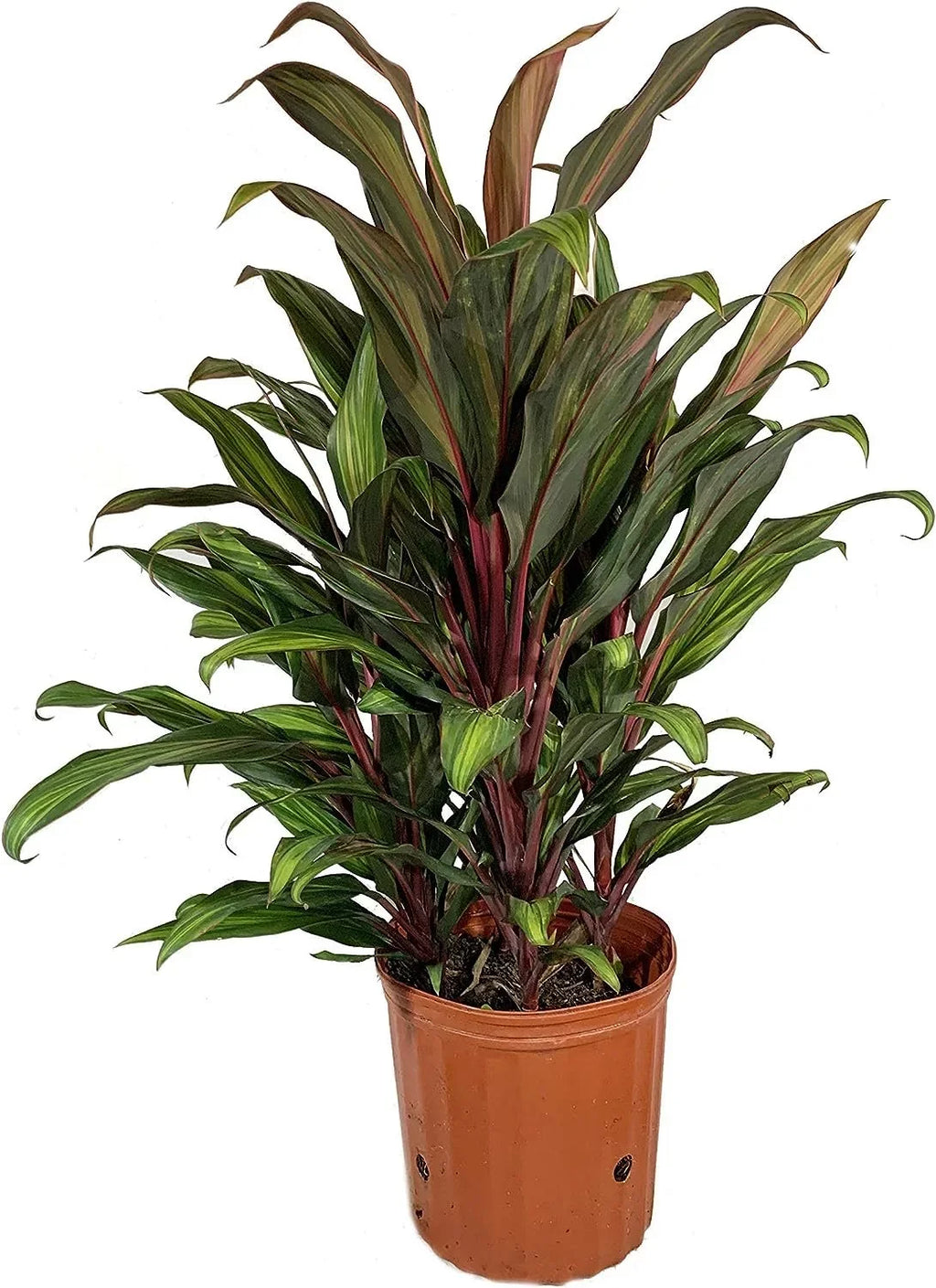 Cordyline Kiwi Ti Plant - Live Plant in an 10 Inch Growers Pot - Cordyline Fruticosa 'Kiwi' - Florist Quality Beautiful Indoor Outdoor Air Purifying Houseplant