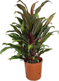 Cordyline Kiwi Ti Plant - Live Plant in an 10 Inch Growers Pot - Cordyline Fruticosa 'Kiwi' - Florist Quality Beautiful Indoor Outdoor Air Purifying Houseplant